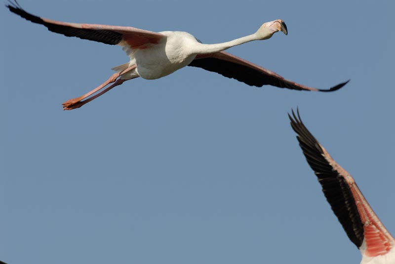 080806_Camargue_Flamants_185