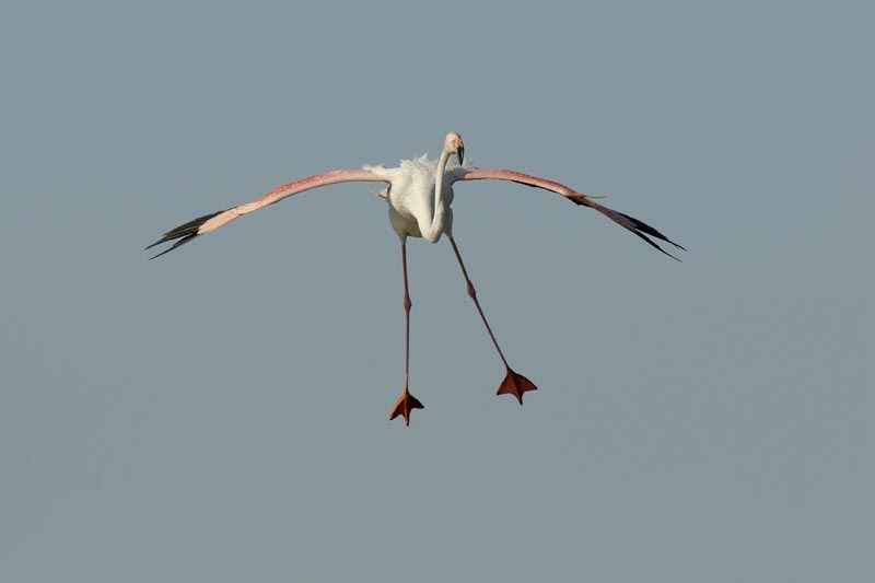 080806_Camargue_Flamants_198