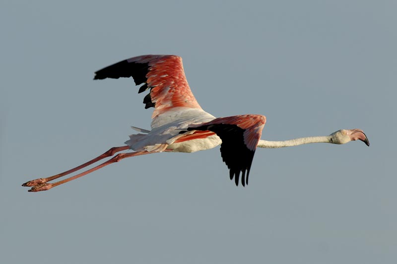 080806_Camargue_Flamants_533