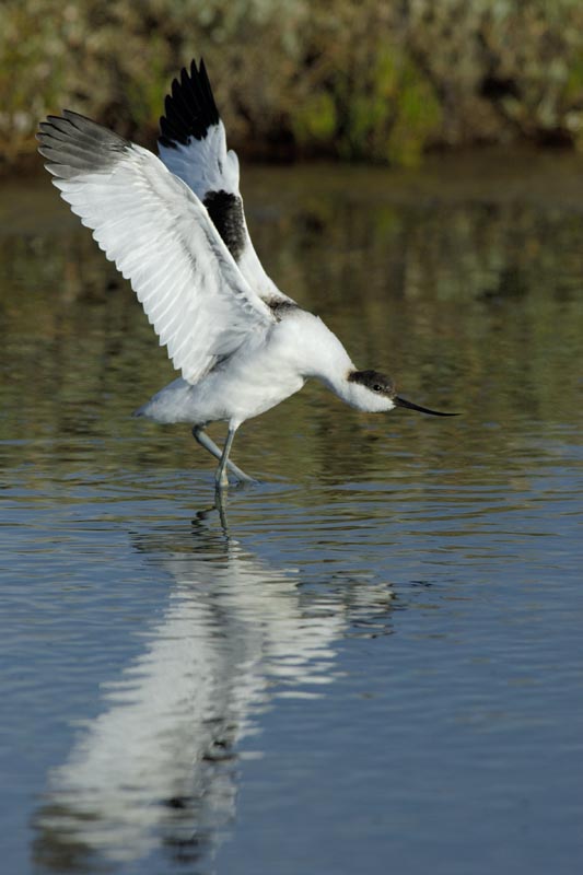 080817_LT_Avocettes_116