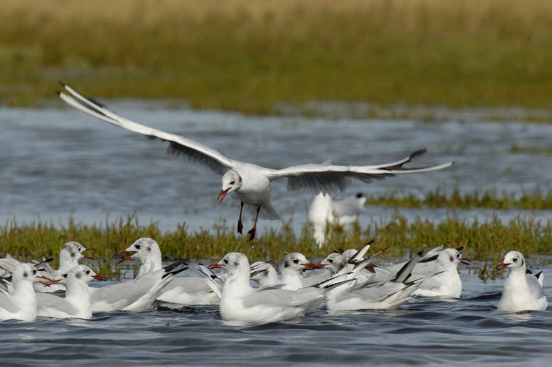 080817_LT_Mouettes_264