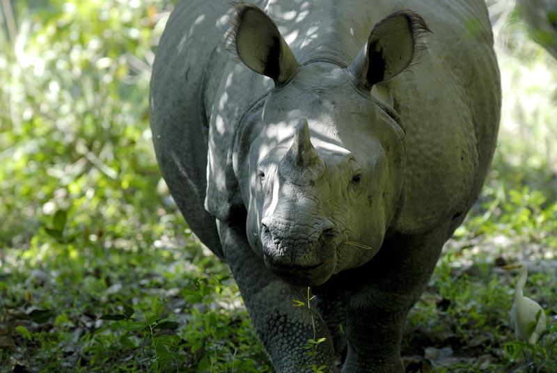 0271_Kaziranga_Rhino_