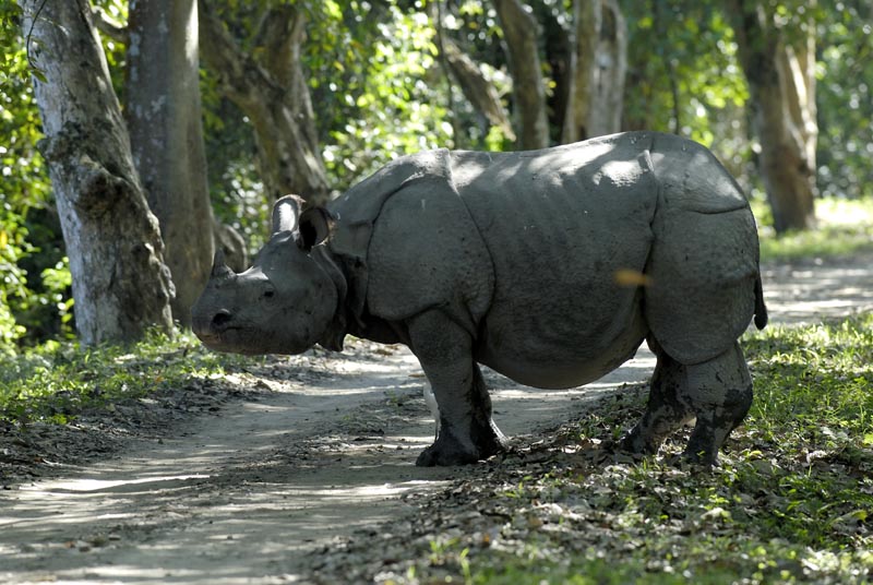 0318_Kaziranga_Rhino_
