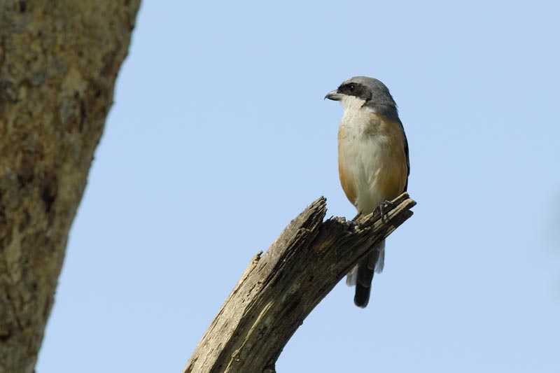 0352_Kaziranga_Large_Woodshrike_