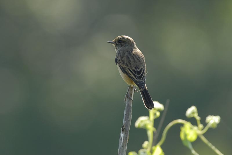 0385_Kaziranga__