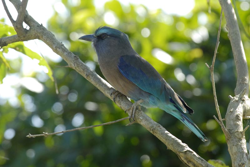 0392_Kaziranga_Indian_Roller_