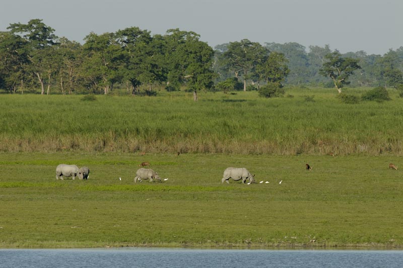0446_Kaziranga_Rhino_