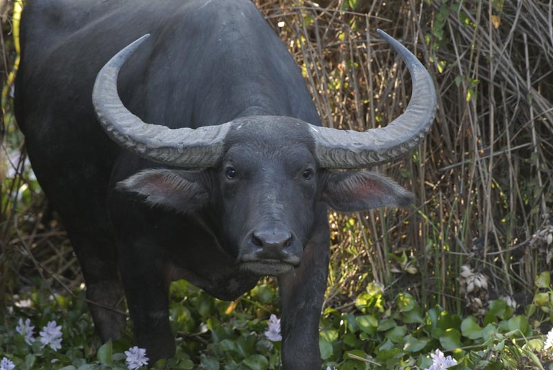 0505_Kaziranga_Buffalo_
