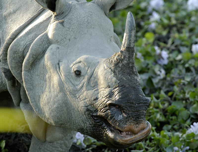0534_Kaziranga_Rhino_