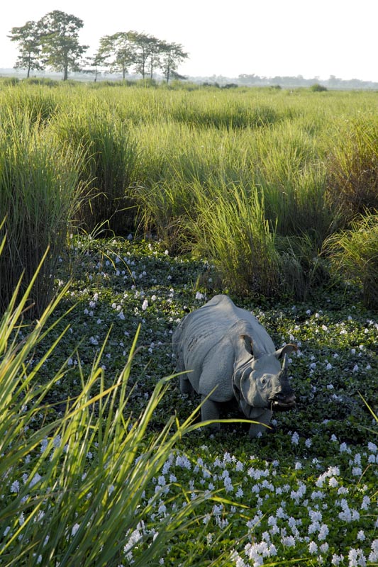 0538_Kaziranga_Rhino_