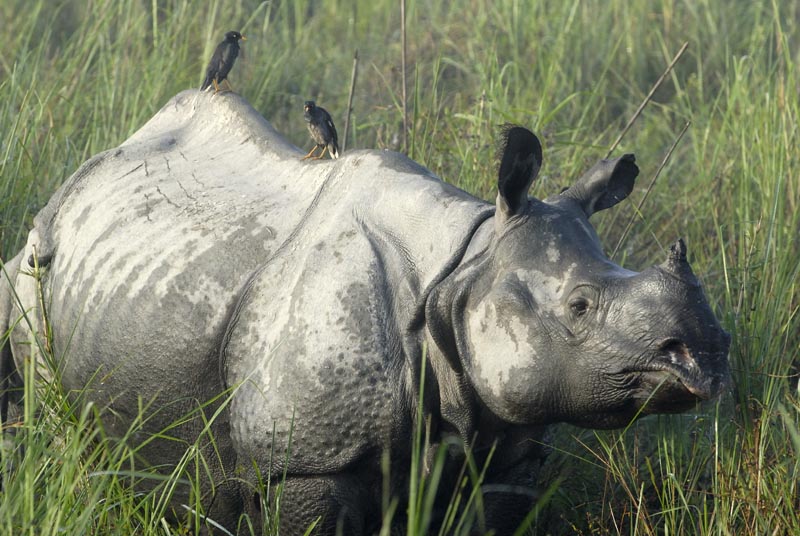 0637_Kaziranga_Rhino_
