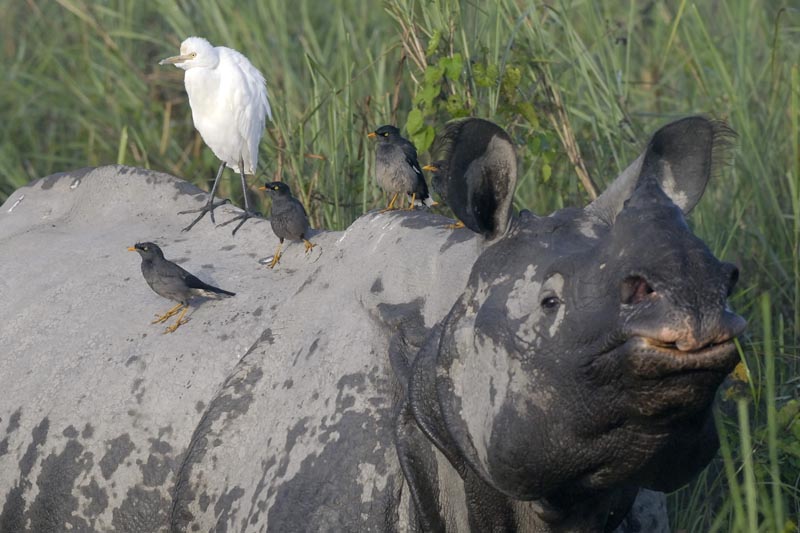 0662_Kaziranga_Rhino_