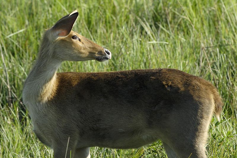 0846_Kaziranga_Barasinga_