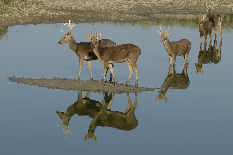 0886_Kaziranga_Barasingas_