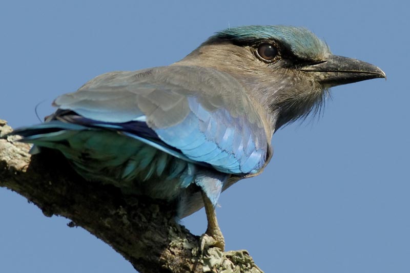 0945_Kaziranga_1_Indian_Roller_