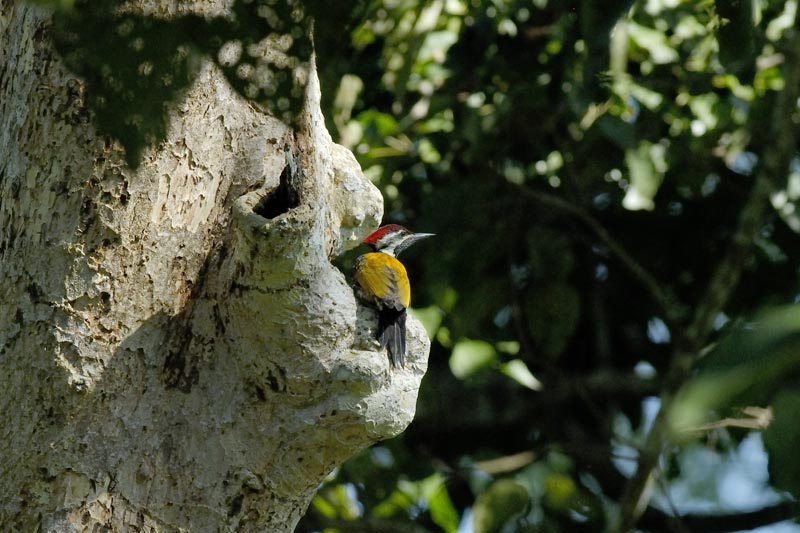 1023_Kaziranga_Greater_Flameback_