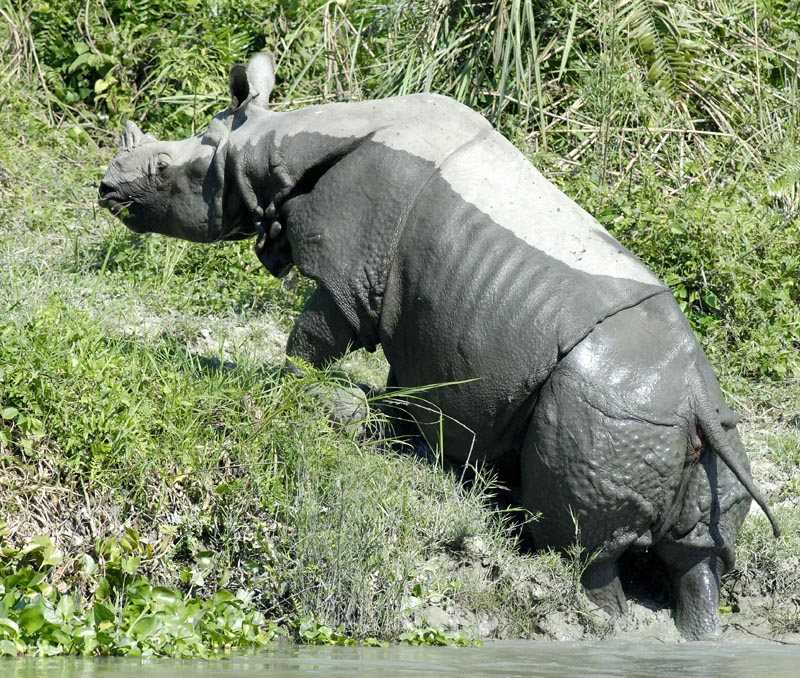 1061_Kaziranga_Rhino_