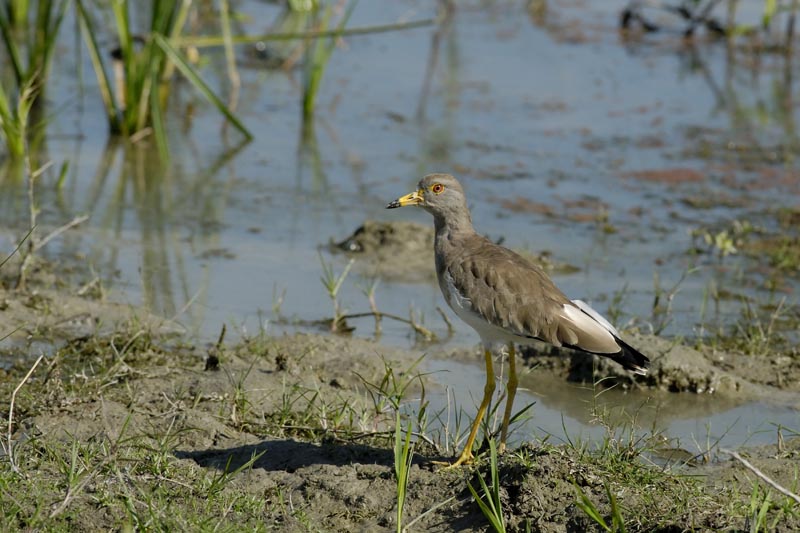 1107_Kaziranga_Yellow_wattled_Lapwing_