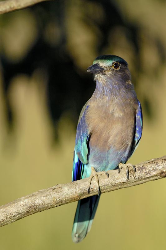 1207_Kaziranga_1_Indian_Roller_