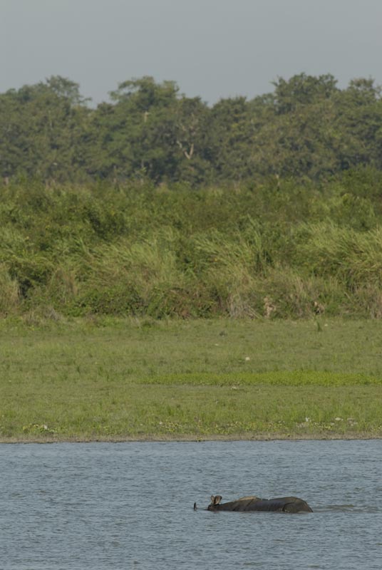 1600_Kaziranga_Rhino_