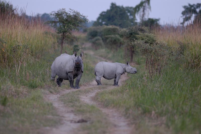 1797_Kaziranga_Rhino_