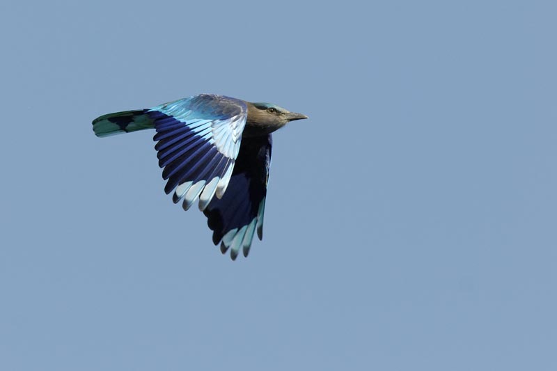 1871_Kaziranga_Indian_Roller_