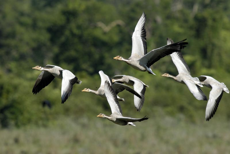 1931_Kaziranga_Bar-headed_goose