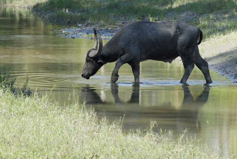2039_Kaziranga_Buffalo_