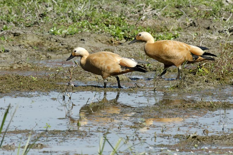 2104_Kaziranga_Ruddy_Shelducks_
