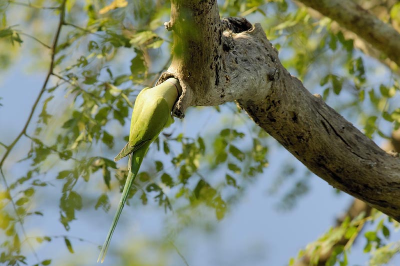 2151_Kaziranga_2_Rose_ringed_Parakeet_