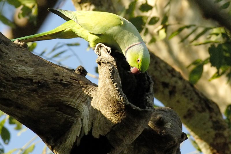 2157_Kaziranga_1_Rose_ringed_Parakeet_