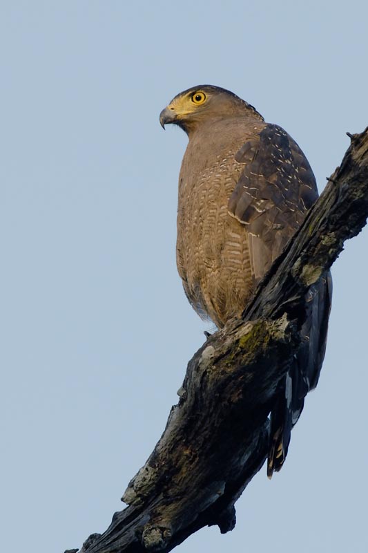 2303_Kaziranga__