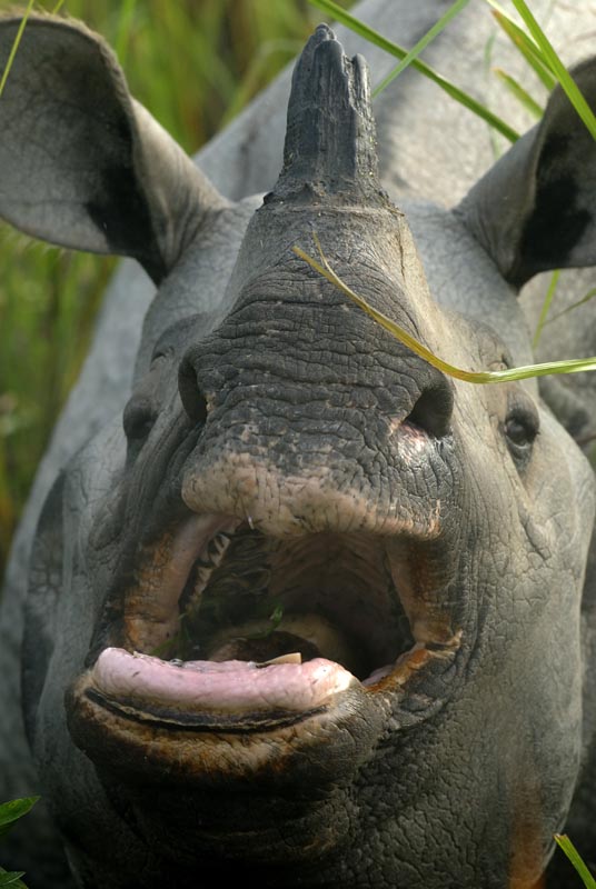 2401_ASSAM_Rhino_