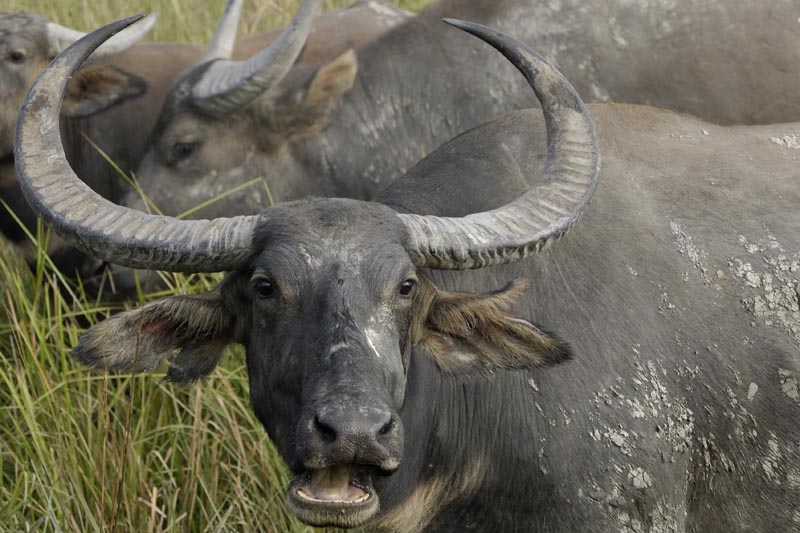 2461_Kaziranga_Buffalo_