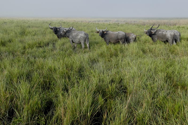 2466_Kaziranga_Buffalo_
