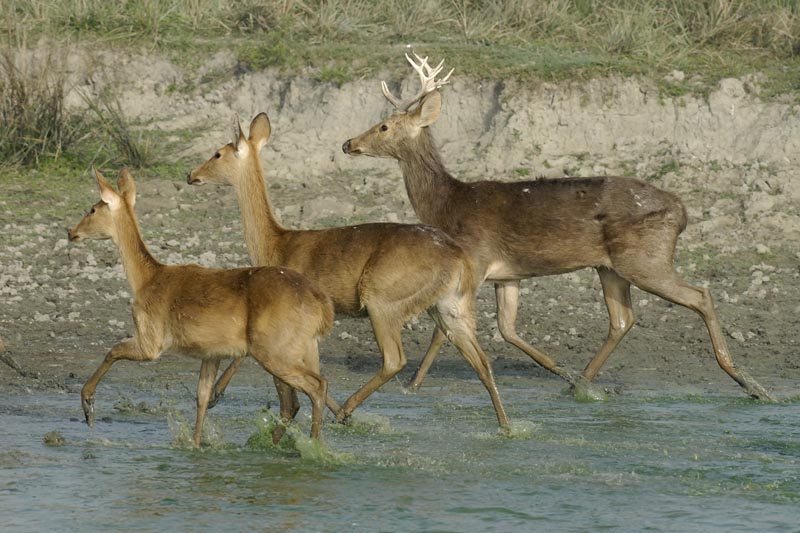 2494_Kaziranga_Barasingas_