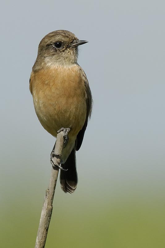 2708_Kaziranga_1__