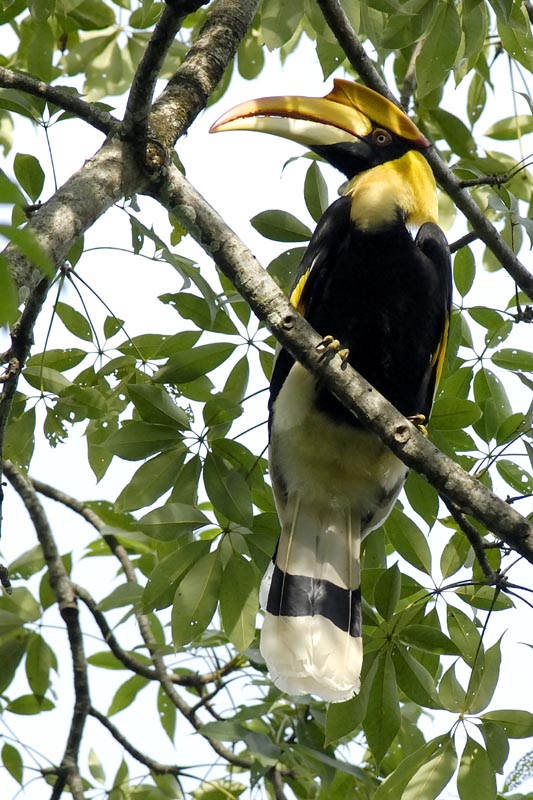 3165_Nameri_Great_Hornbill_