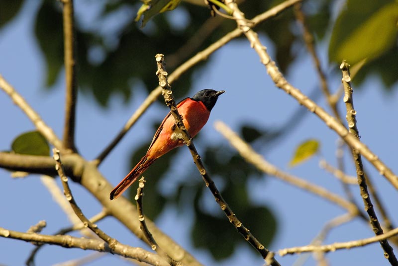 3712_Nameri_Scarlet_Minivet_
