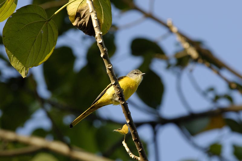 3735_Nameri_Scarlet_Minivet_