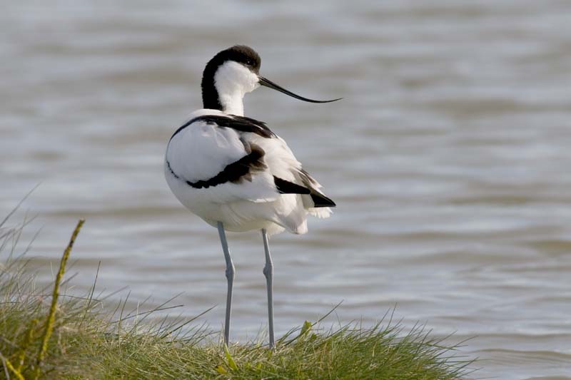 090413_LT_Avocettes_355__