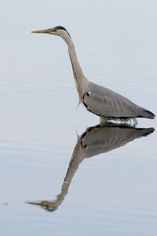 090413_LT_Heron_098__