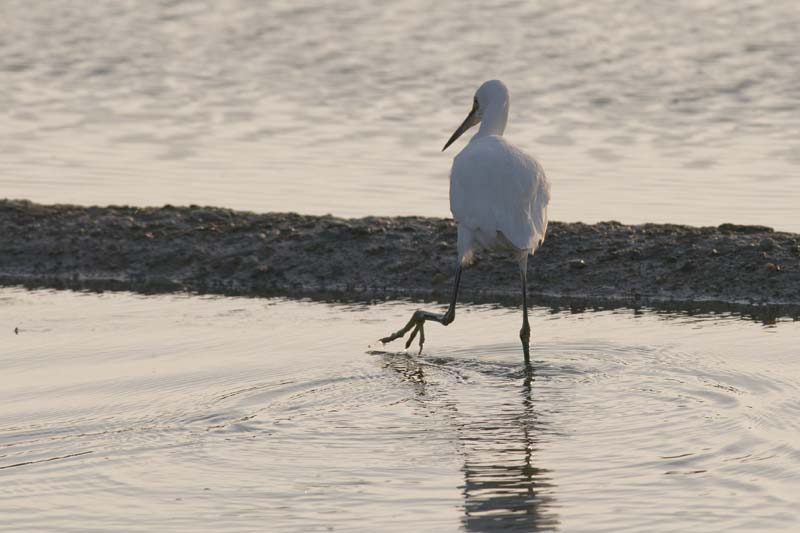 090502_329_LT_Aigrette
