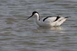 090413_LT_Avocettes_213__