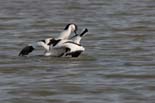 090413_LT_Avocettes_302__