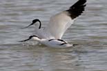 090413_LT_Avocettes_317__