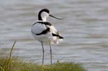 090413_LT_Avocettes_355__