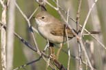 090413_LT_Fauvette_148__