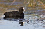090413_LT_Foulque_398__