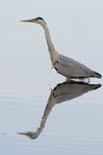 090413_LT_Heron_098__